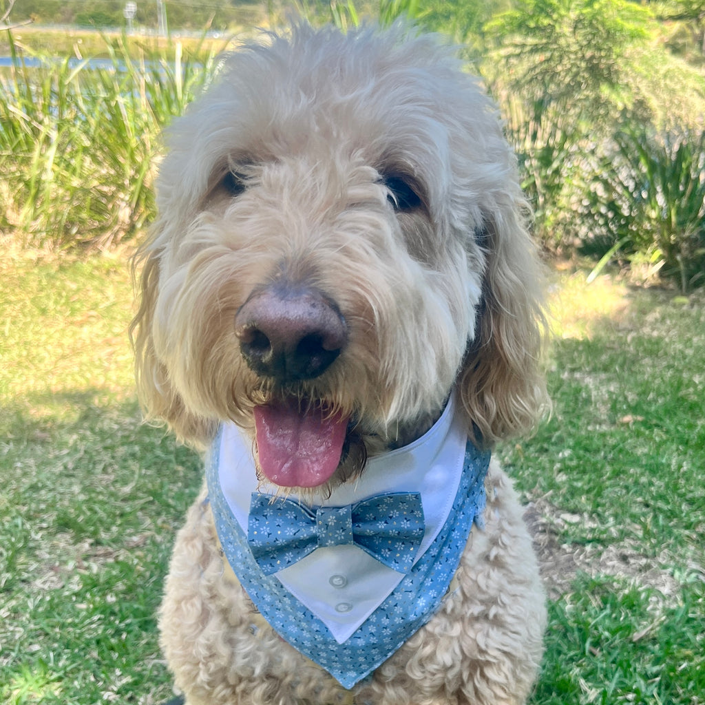 Tuxedo Dog Bandana - Sky Flowers