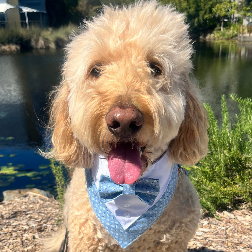 Tuxedo Dog Bandana - Sky Flowers