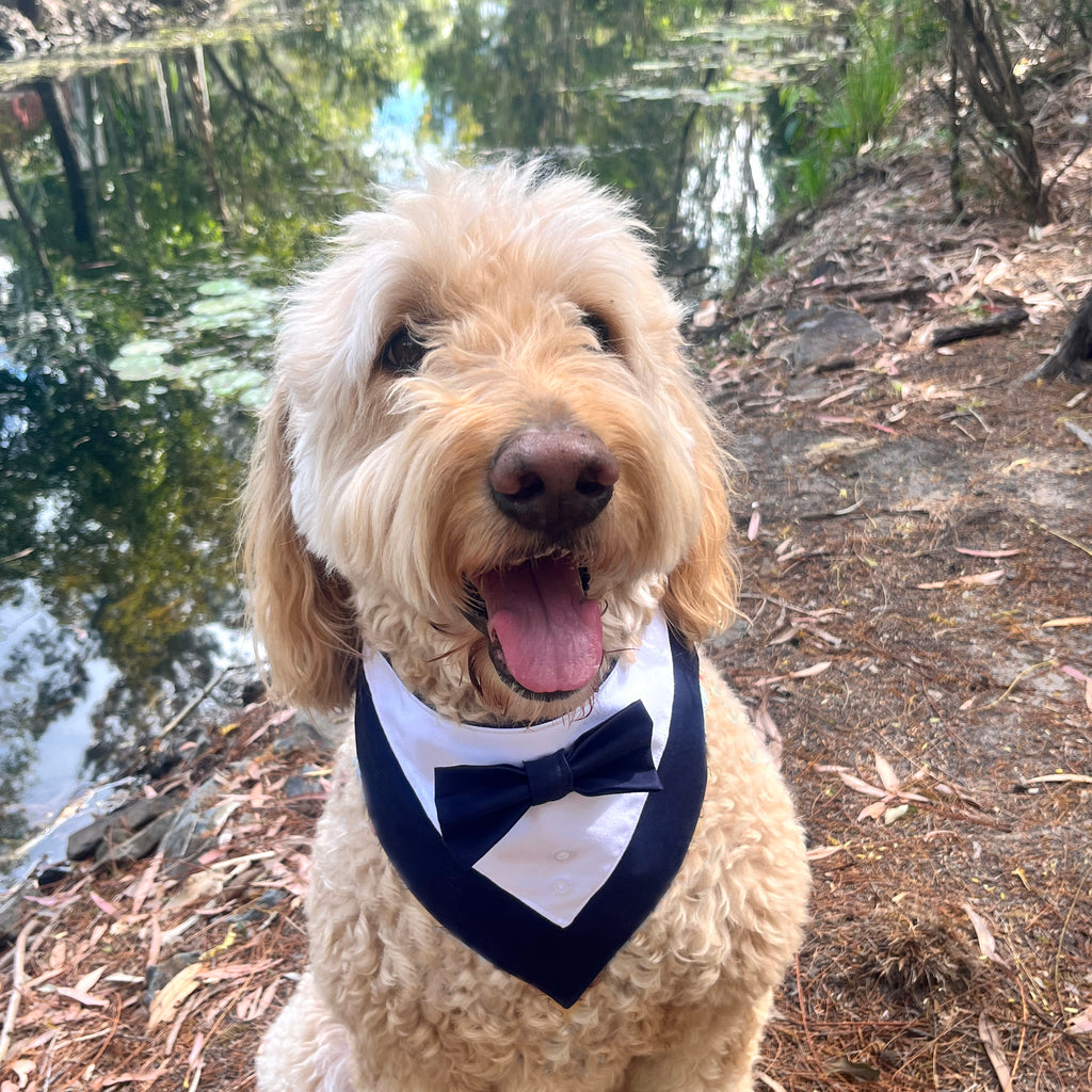 Tuxedo Dog Bandana - Navy