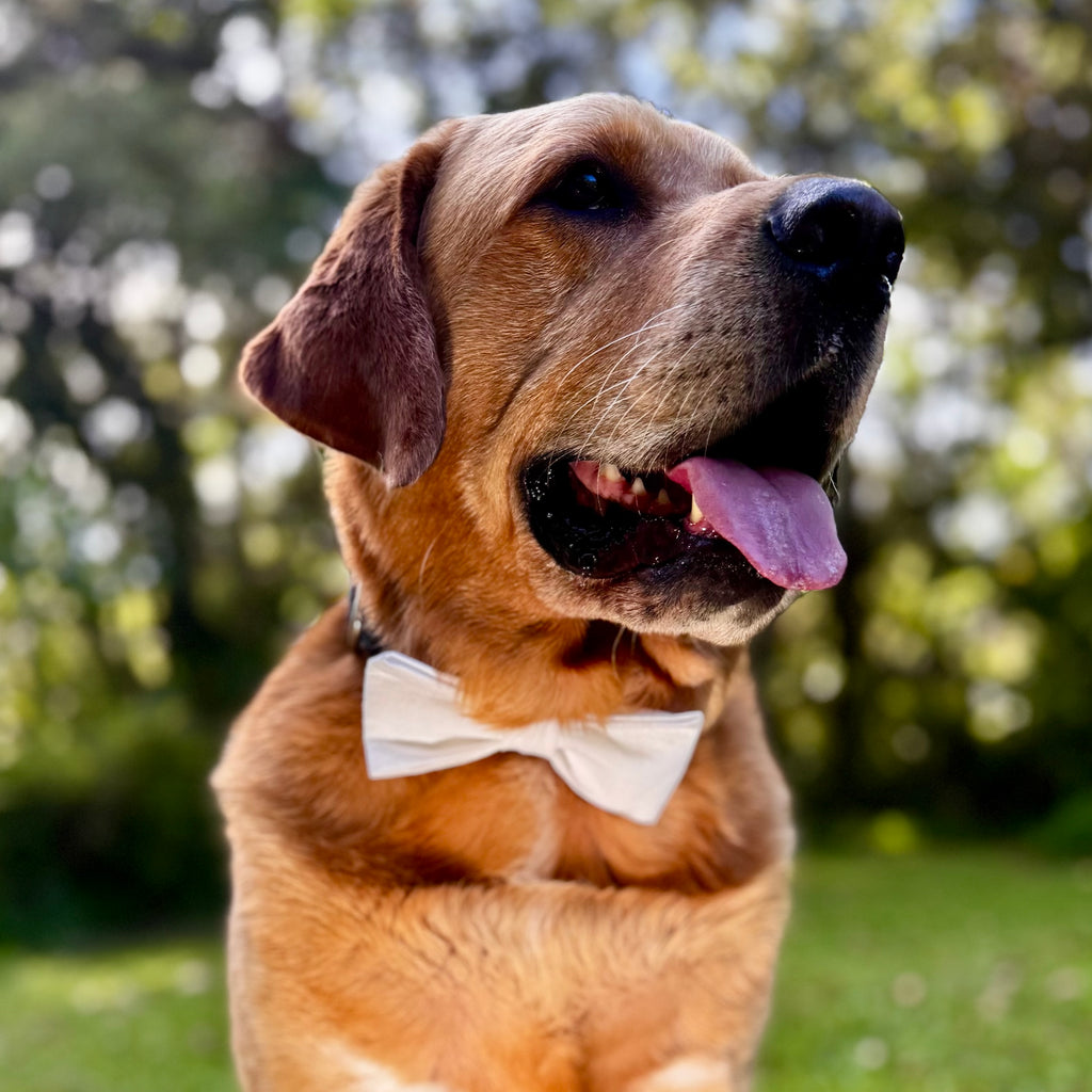 White Linen Bow Tie or Sailor Bow