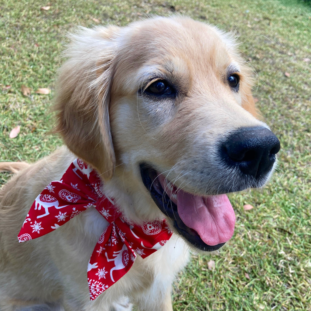 Xmas Dog Sailor Bow - "RED WALLABIES"