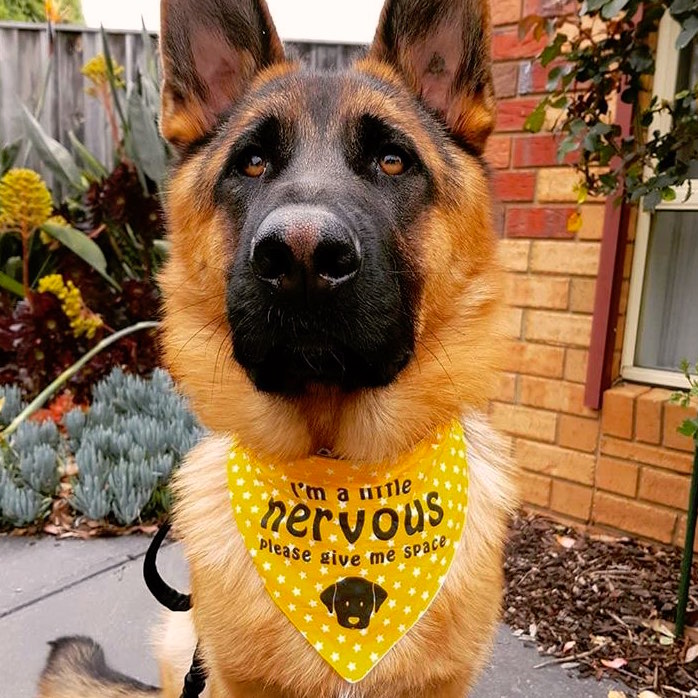 "NERVOUS DOG Please Give Me Space" - Yellow Stars Bandana