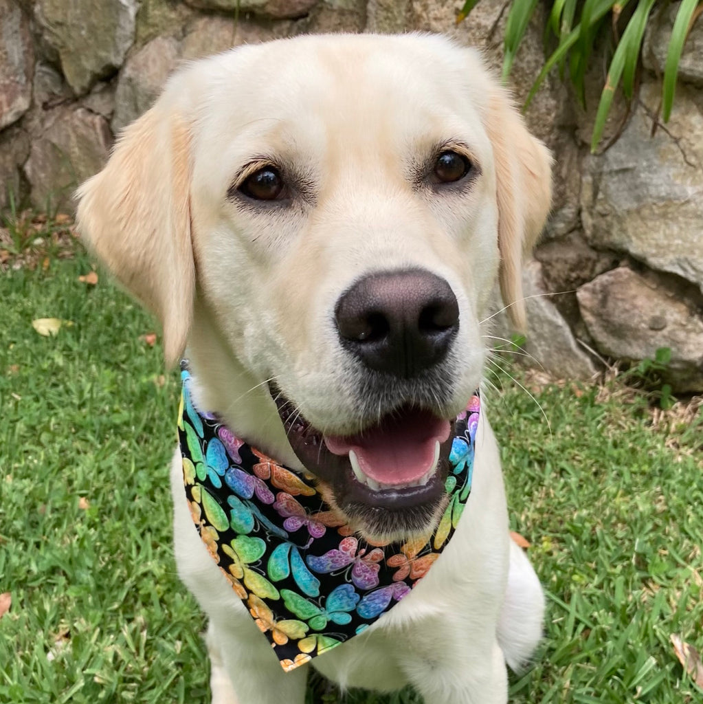 Handmade Dog Tie On Bandana, Bow Tie or Gift Set - GLITTER BUTTERFLIES