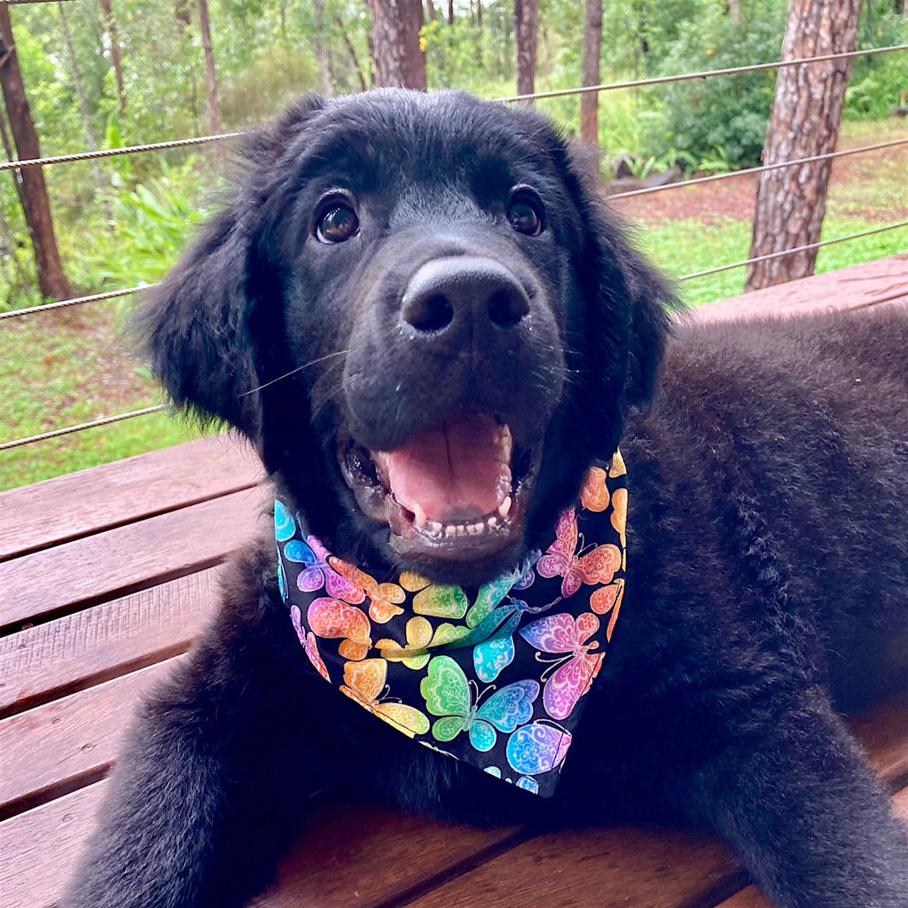 Handmade Dog Tie On Bandana, Bow Tie or Gift Set - GLITTER BUTTERFLIES