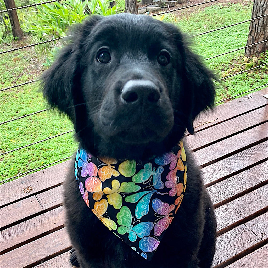 Handmade Dog Tie On Bandana, Bow Tie or Gift Set - GLITTER BUTTERFLIES