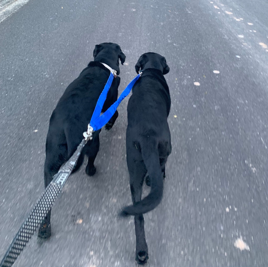 Two Way Double Bungee Splitter Coupler Dog Lead/Leash