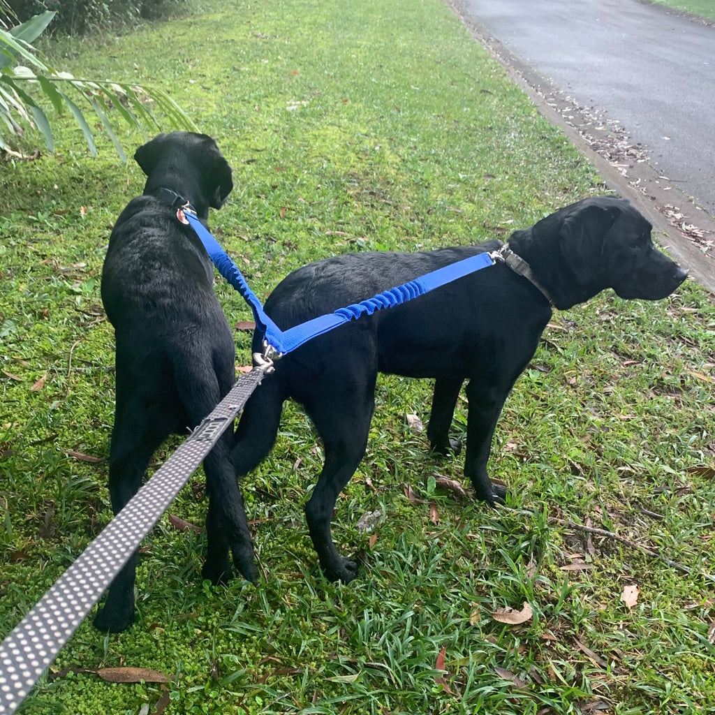 Two Way Double Bungee Splitter Coupler Dog Lead/Leash