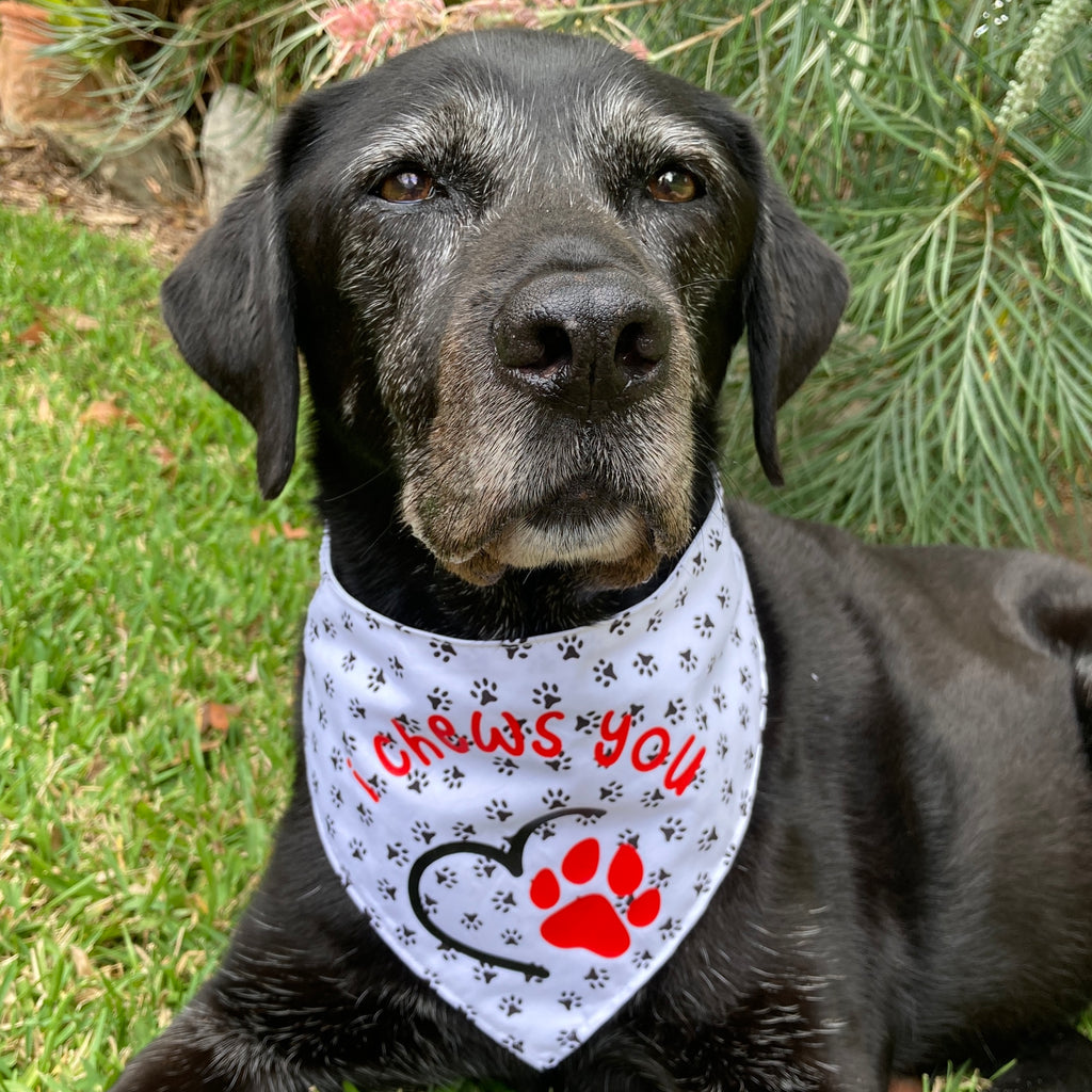 Vinyl Transfer Print Dog Bandana - I CHEWS YOU - Your Fabric Choice