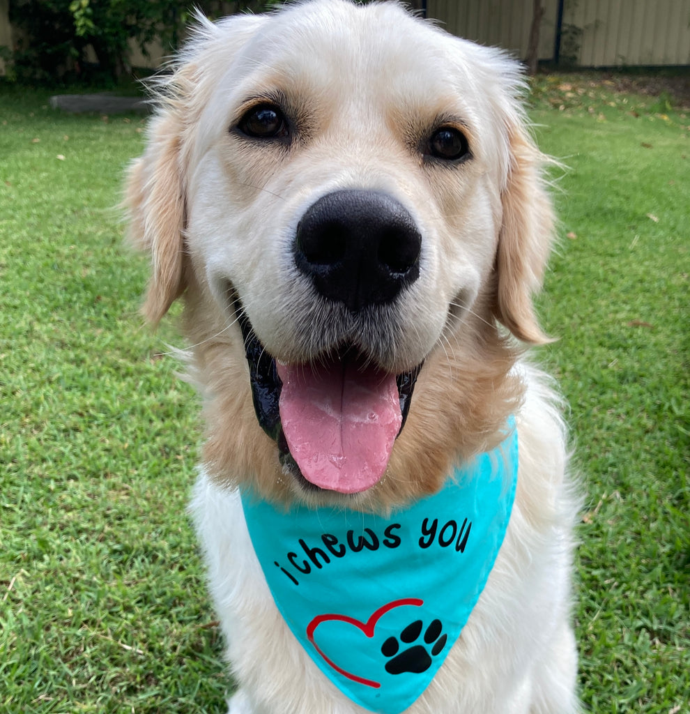 Vinyl Transfer Print Dog Bandana - I CHEWS YOU - Your Fabric Choice