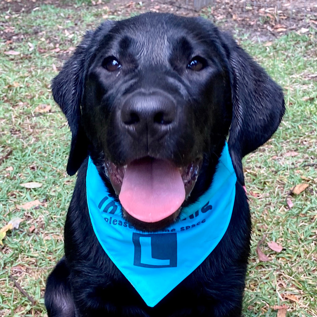 "In Training Please Give Me Space - L Plate" Handmade Dog Bandana - Bright Blue