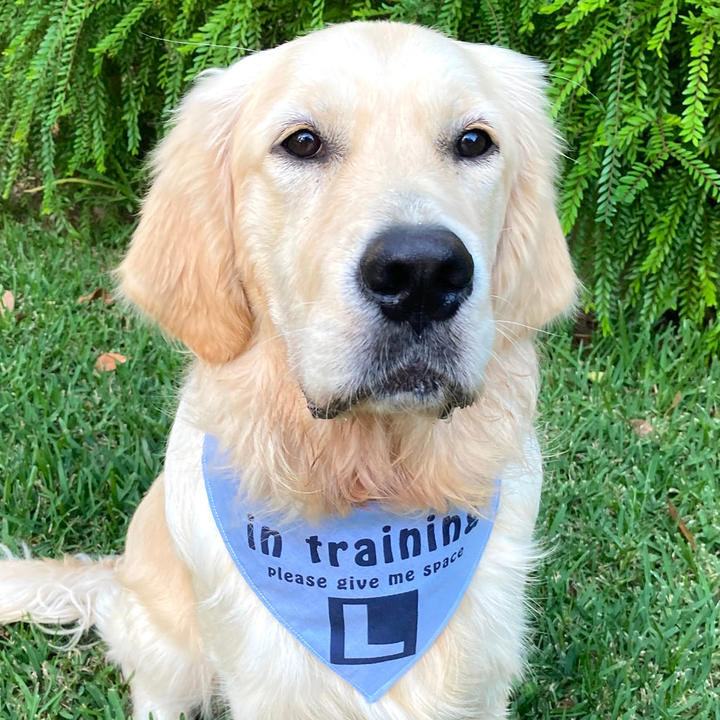 "IN TRAINING" Bandana and Lead/Collar Strap Set" - Chambray Denim