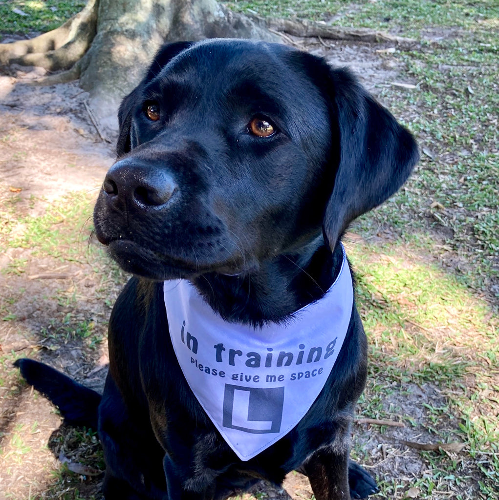 "In Training Please Give Me Space - L Plate" Handmade Dog Bandana - Soft Purple