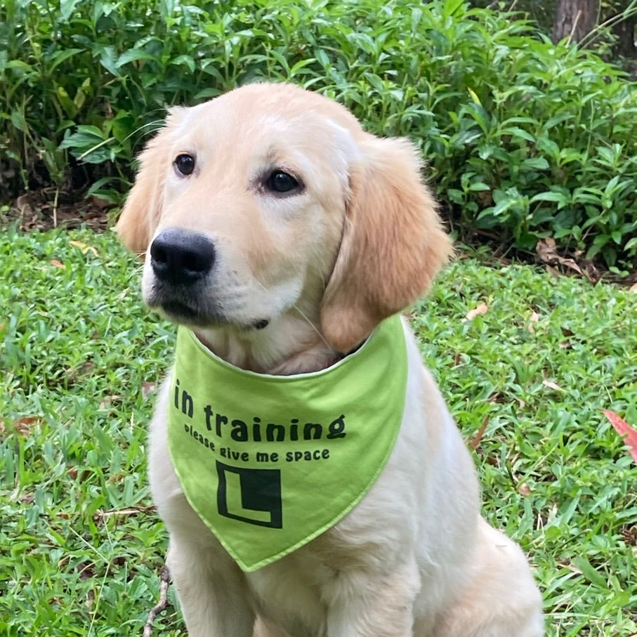 "In Training Please Give Me Space - L Plate" Handmade Dog Bandana - Lime Green