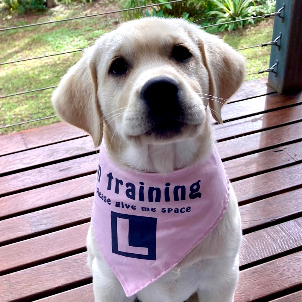 "In Training Please Give Me Space - L Plate" Handmade Dog Bandana - Pale Pink