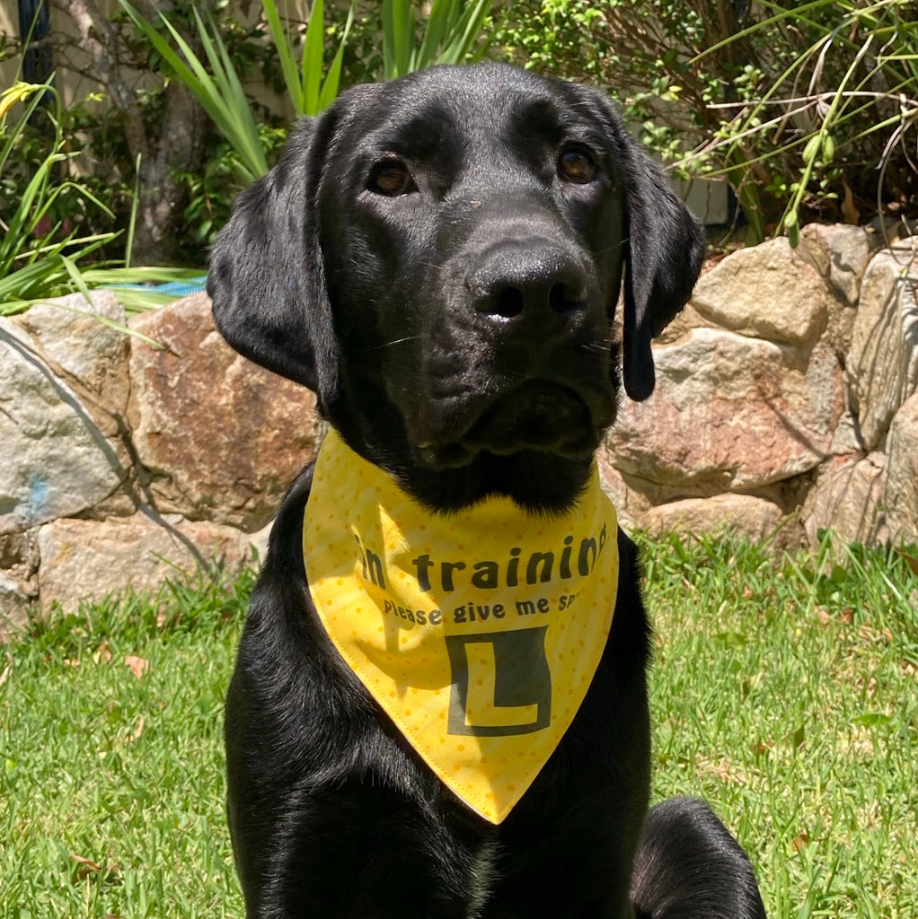 "In Training Please Give Me Space - L Plate" Handmade Dog Bandana - Yellow Raindrops