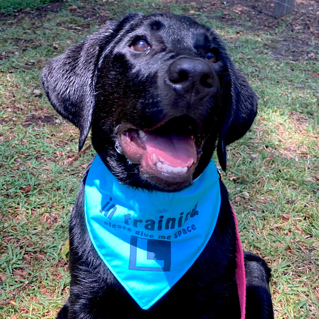 "In Training Please Give Me Space - L Plate" Handmade Dog Bandana - Bright Blue