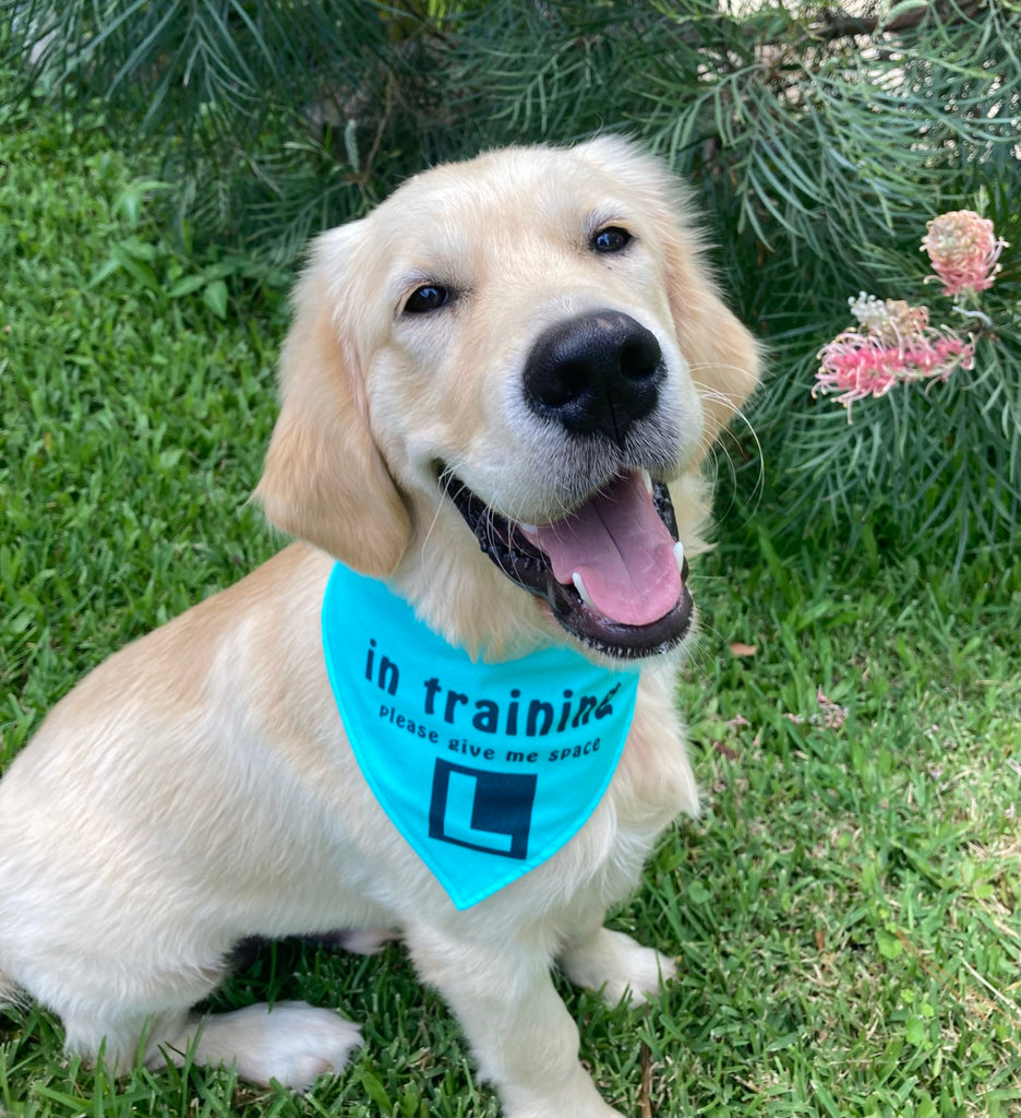 "In Training Please Give Me Space - L Plate" Handmade Dog Bandana - Teal