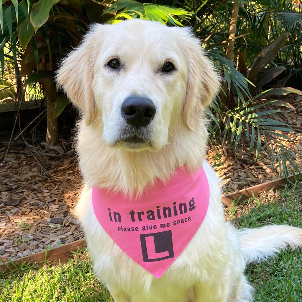 "IN TRAINING" Bandana and Lead/Collar Strap Set" - Plain Pink