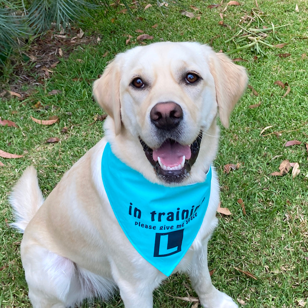 "IN TRAINING" Bandana and Lead/Collar Strap Set" - Teal