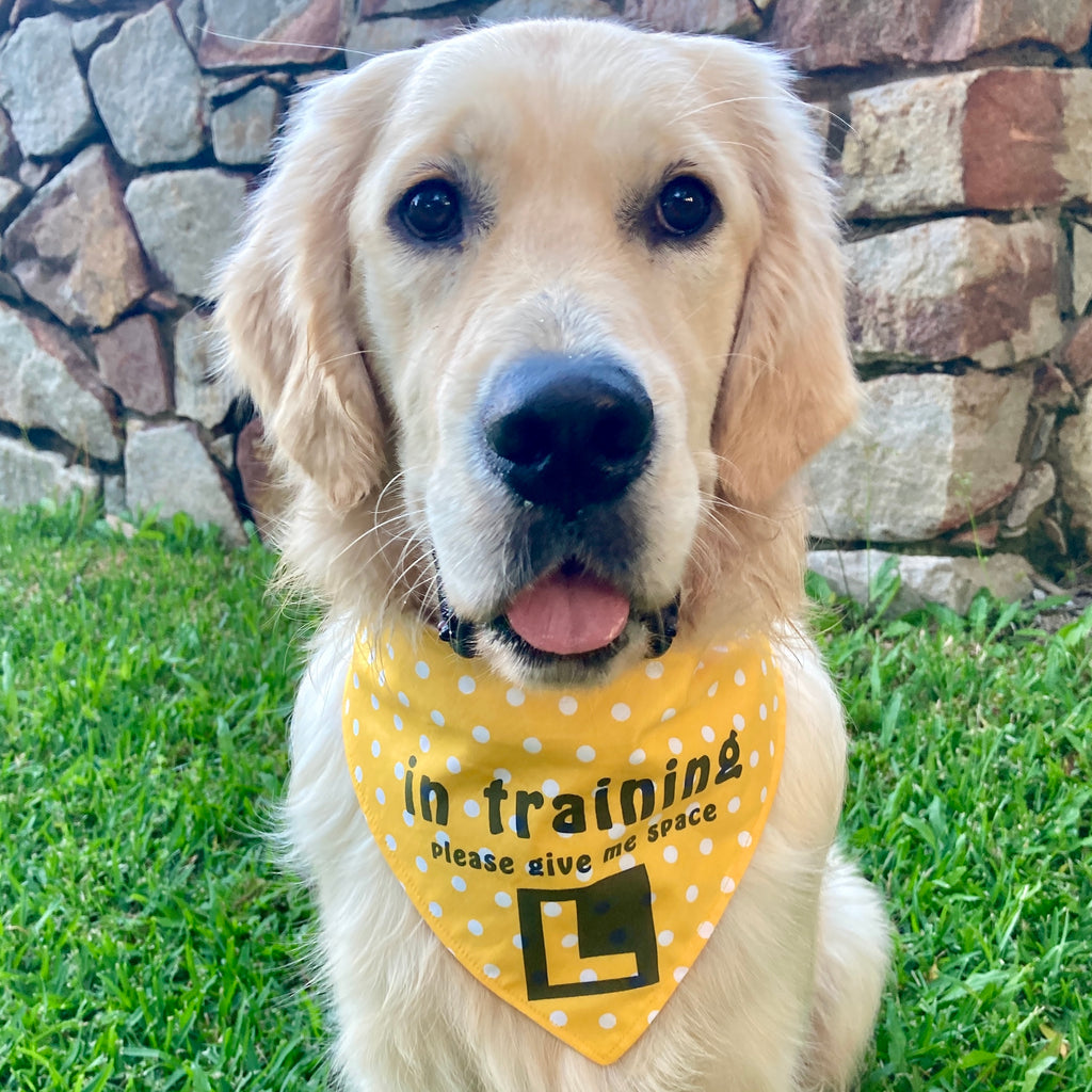 "In Training Please Give Me Space - L Plate" Handmade Dog Bandana - Yellow Big Spots