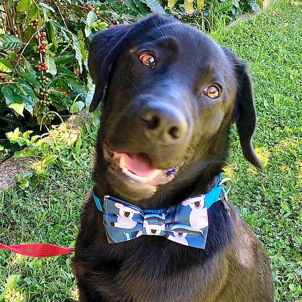 Handmade Dog Bow Tie, "Blue Koalas"
