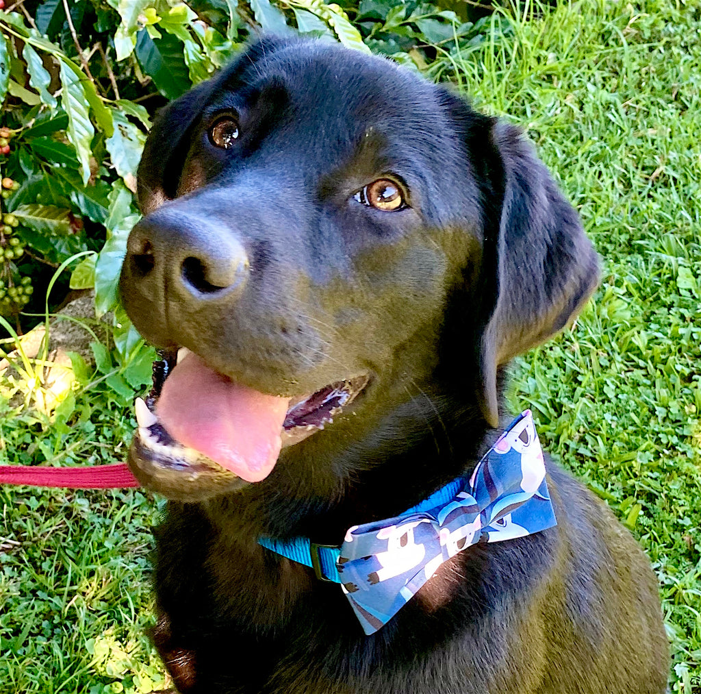 Handmade Dog Bow Tie, "Blue Koalas"