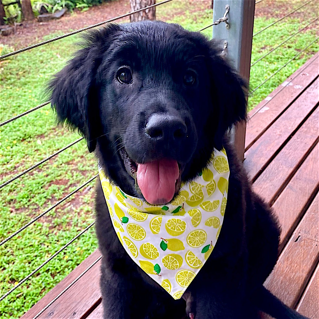 Handmade Dog Tie On Bandana, Bow Tie or Gift Set - GLITTER LEMONS