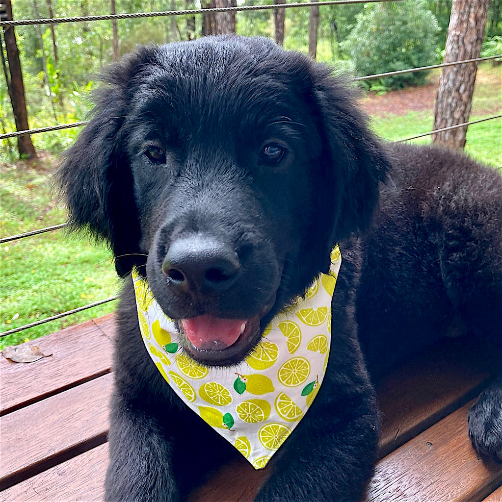 Handmade Dog Tie On Bandana, Bow Tie or Gift Set - GLITTER LEMONS