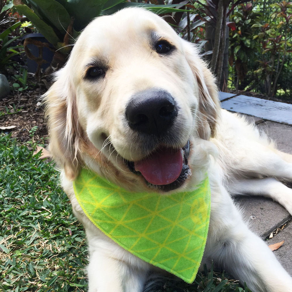 "Dribble 'n Drool" Absorbent Towelling Bandana "LIME SPLASH"