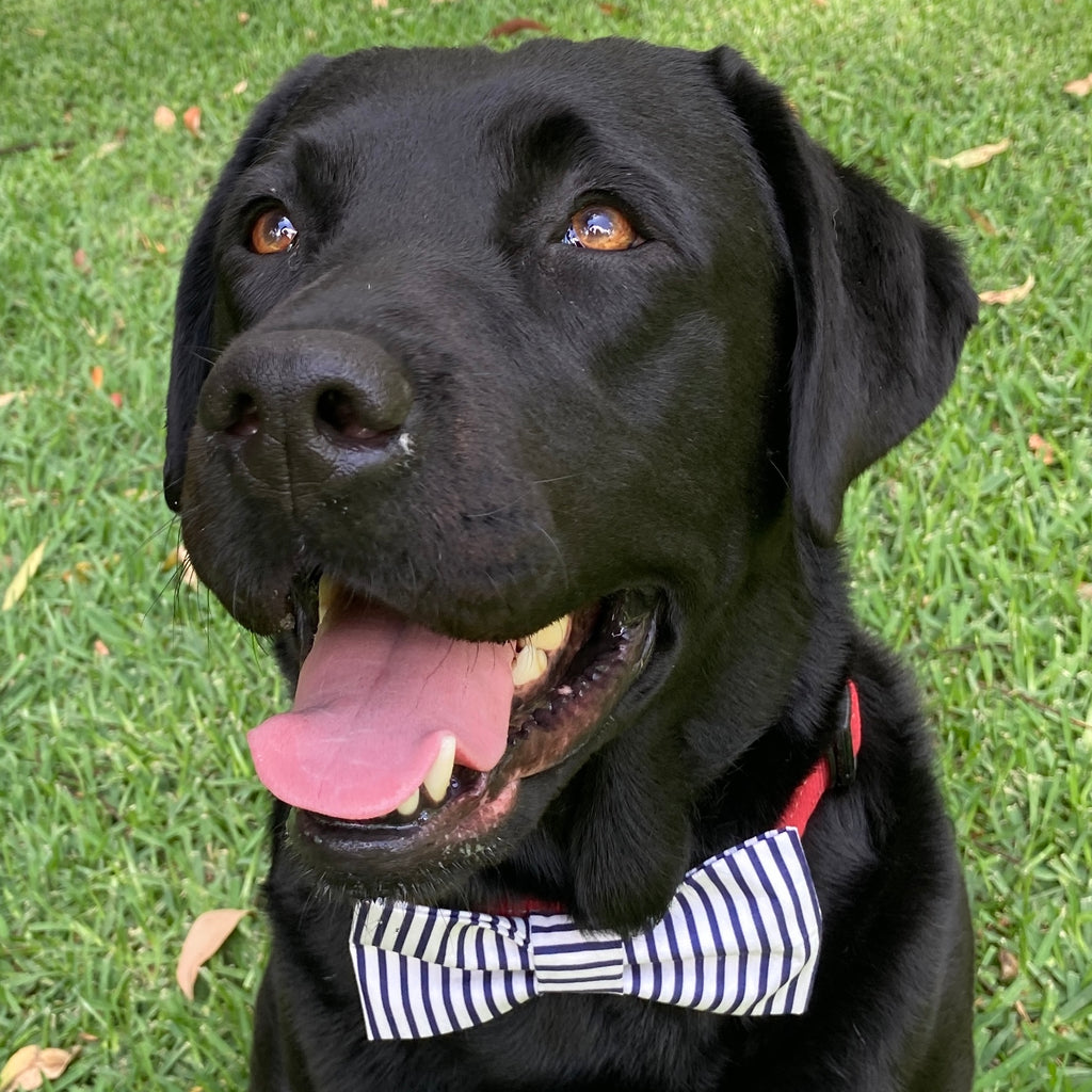 Handmade Dog Bow Tie, "Navy Stripe Classic"