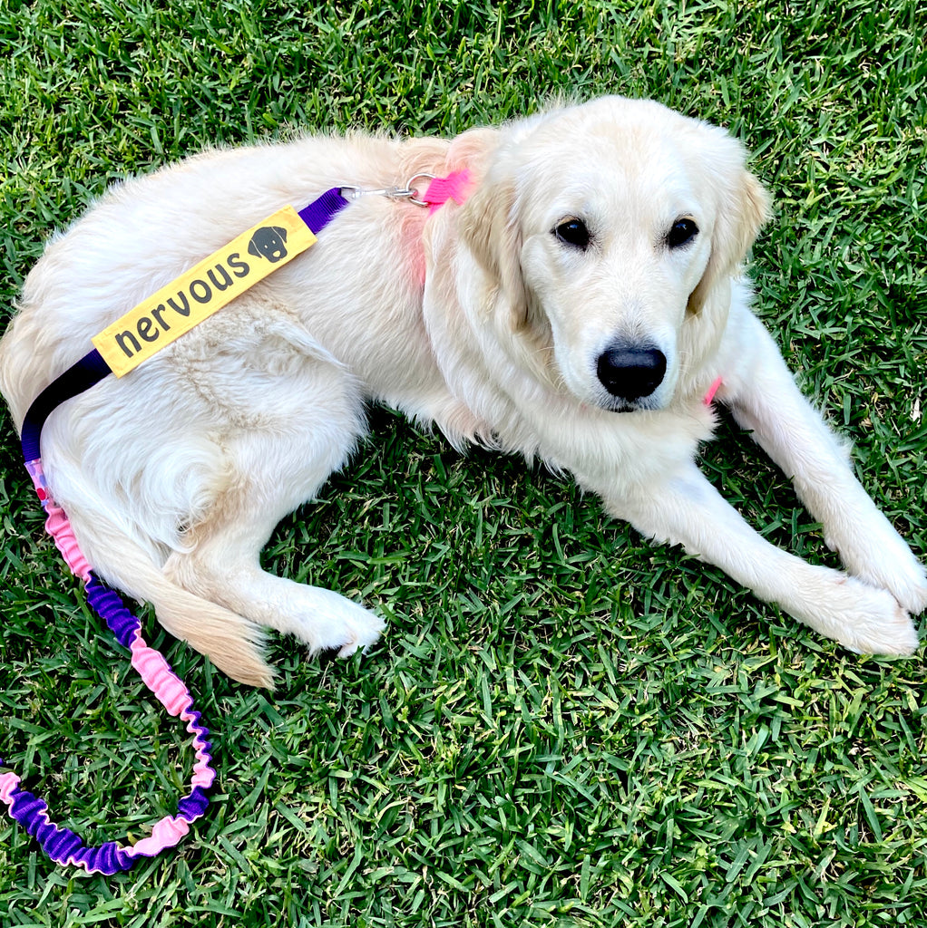 "NERVOUS DOG Lead/Collar Strap" - Plain Yellow