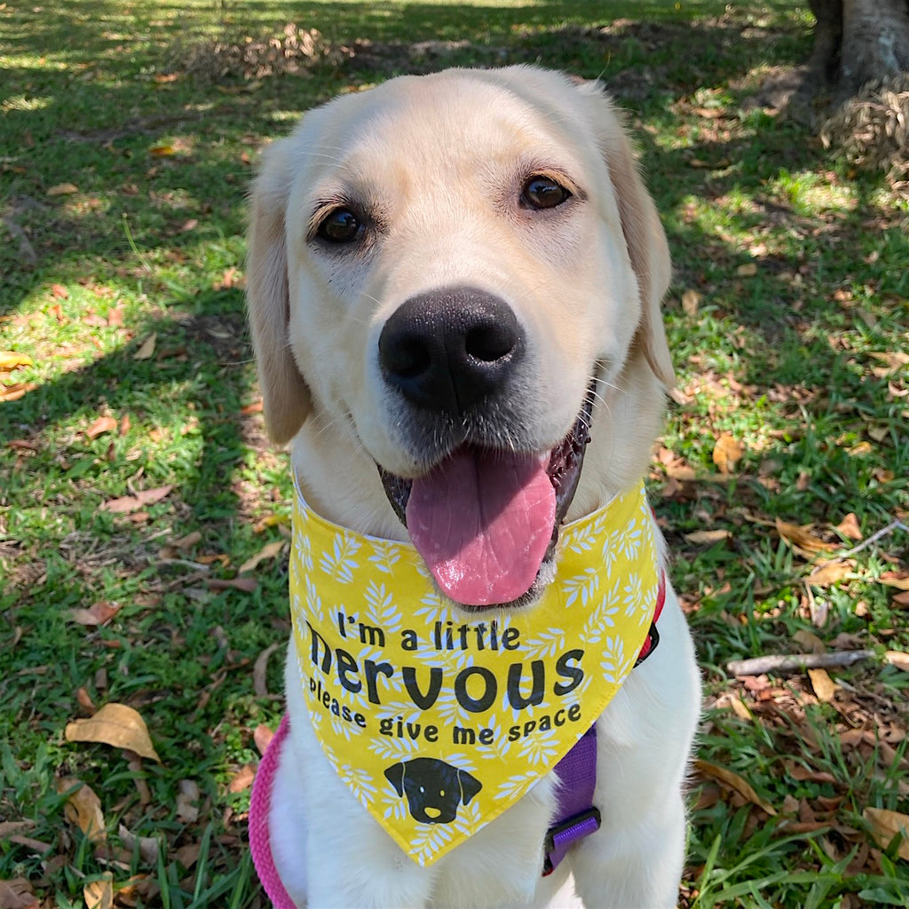 Anxious dog bandana hot sale