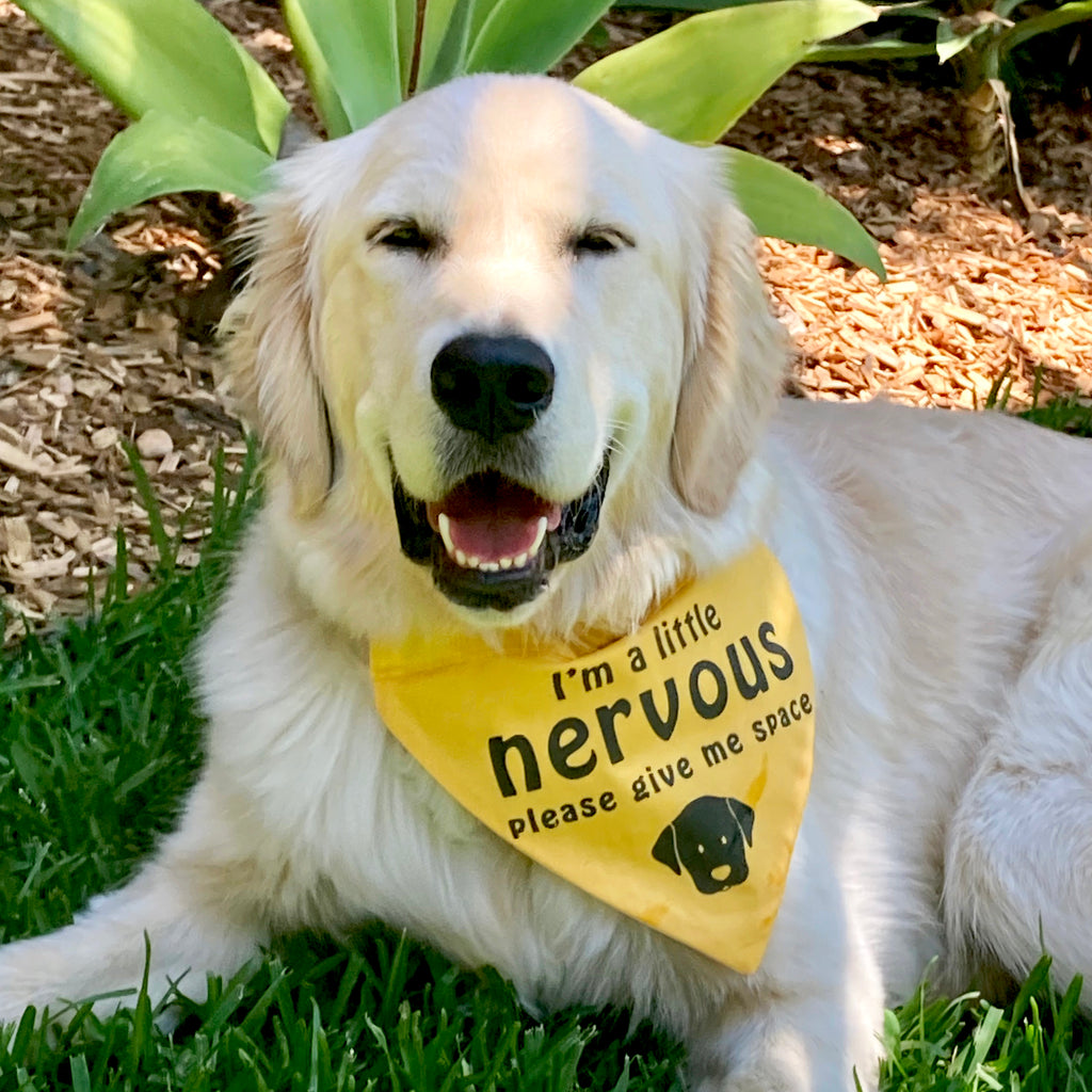 Nervous Dog Bandanas Pebbles Paws