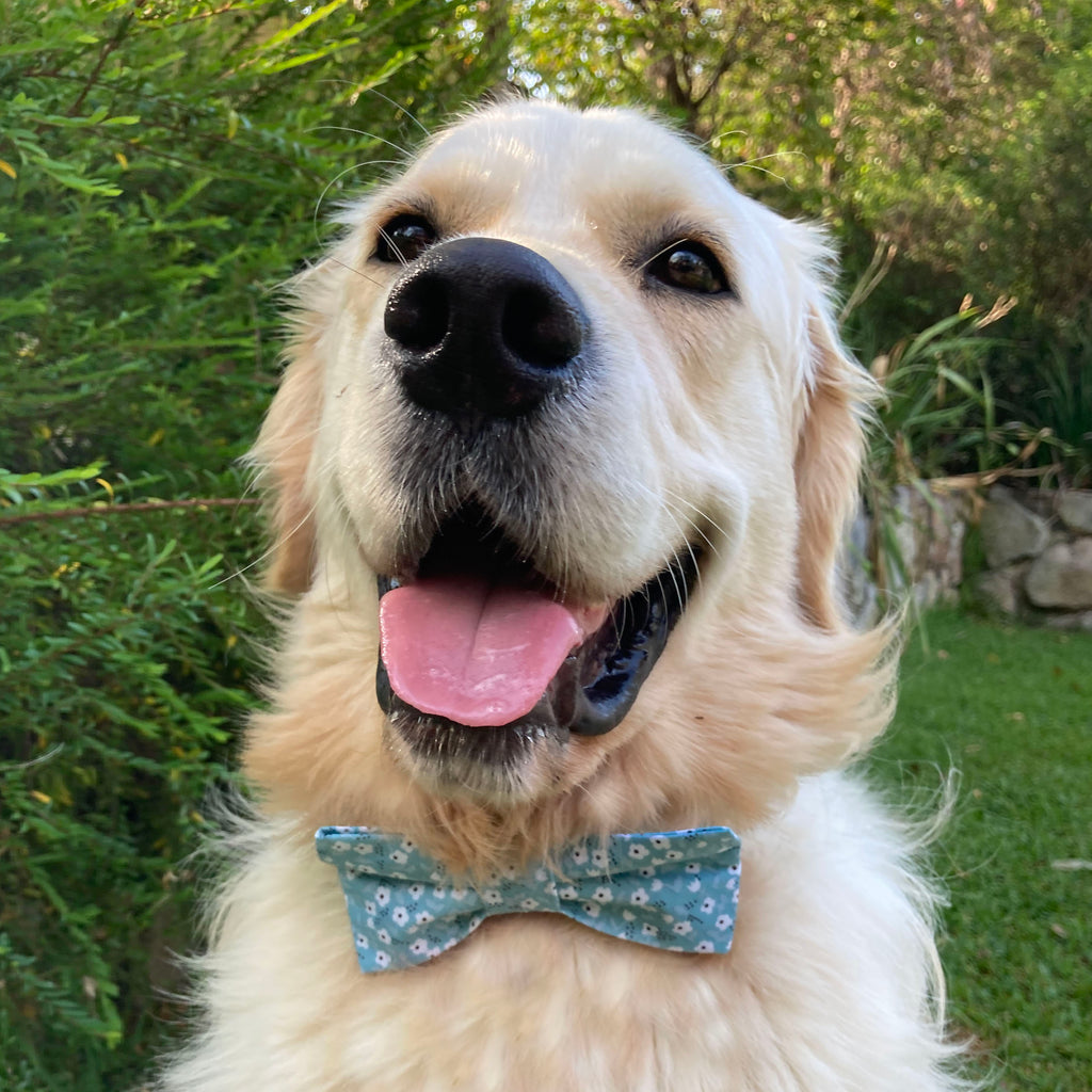 Handmade Dog Bow Tie, "Bluey Green Ditsy Floral"