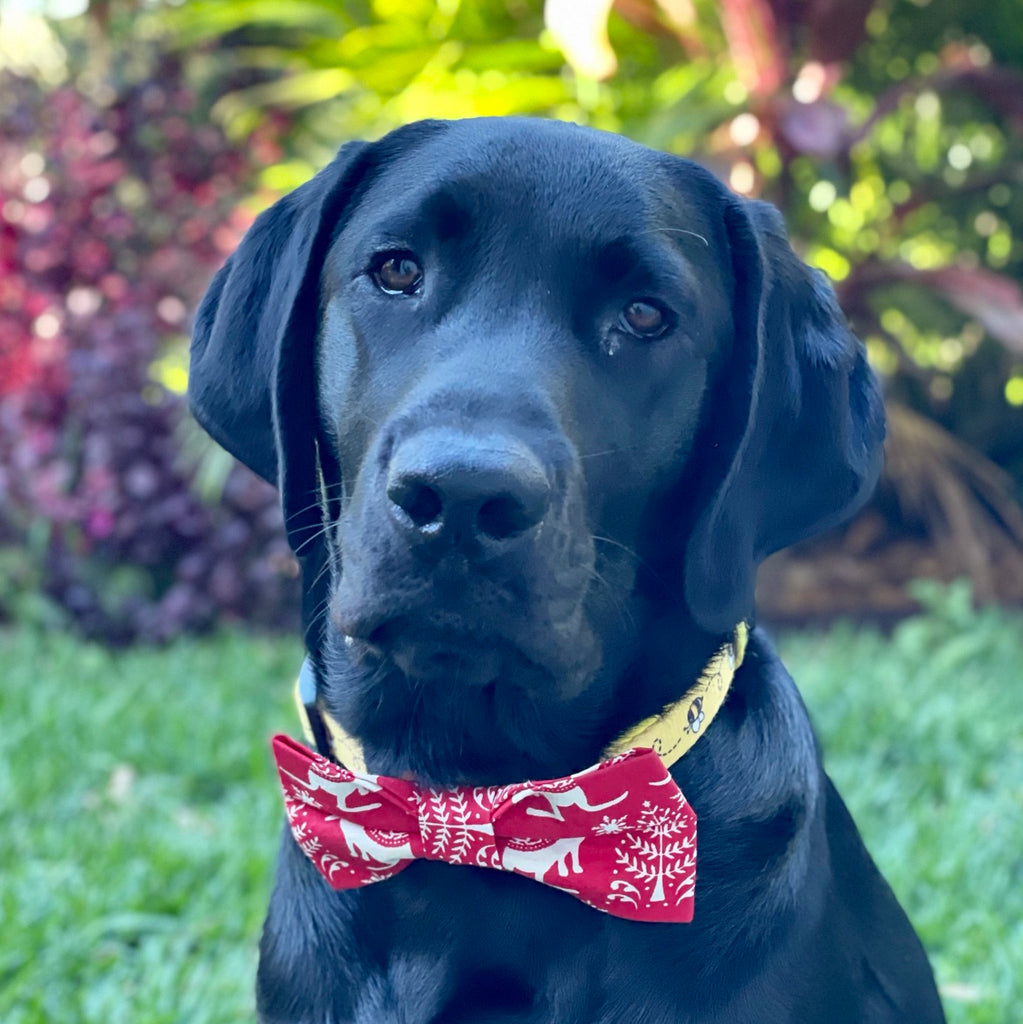 Xmas Dog Bow Tie, "RED WALLABIES"