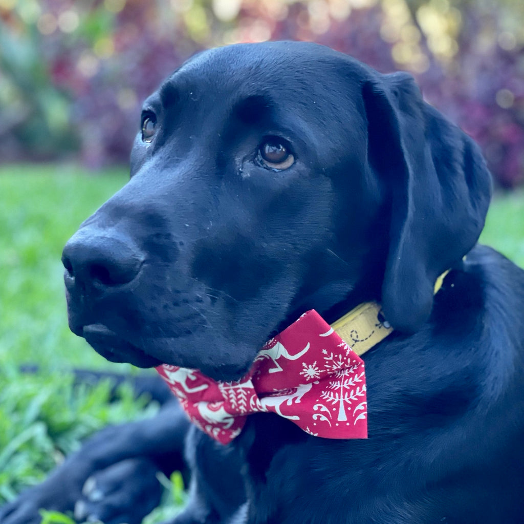 Xmas Dog Bow Tie, "RED WALLABIES"