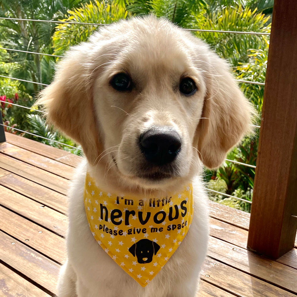 "NERVOUS DOG Please Give Me Space" - Yellow Stars Bandana